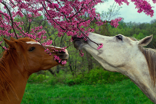 spring horses